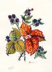 Bramble (wc na papíře)